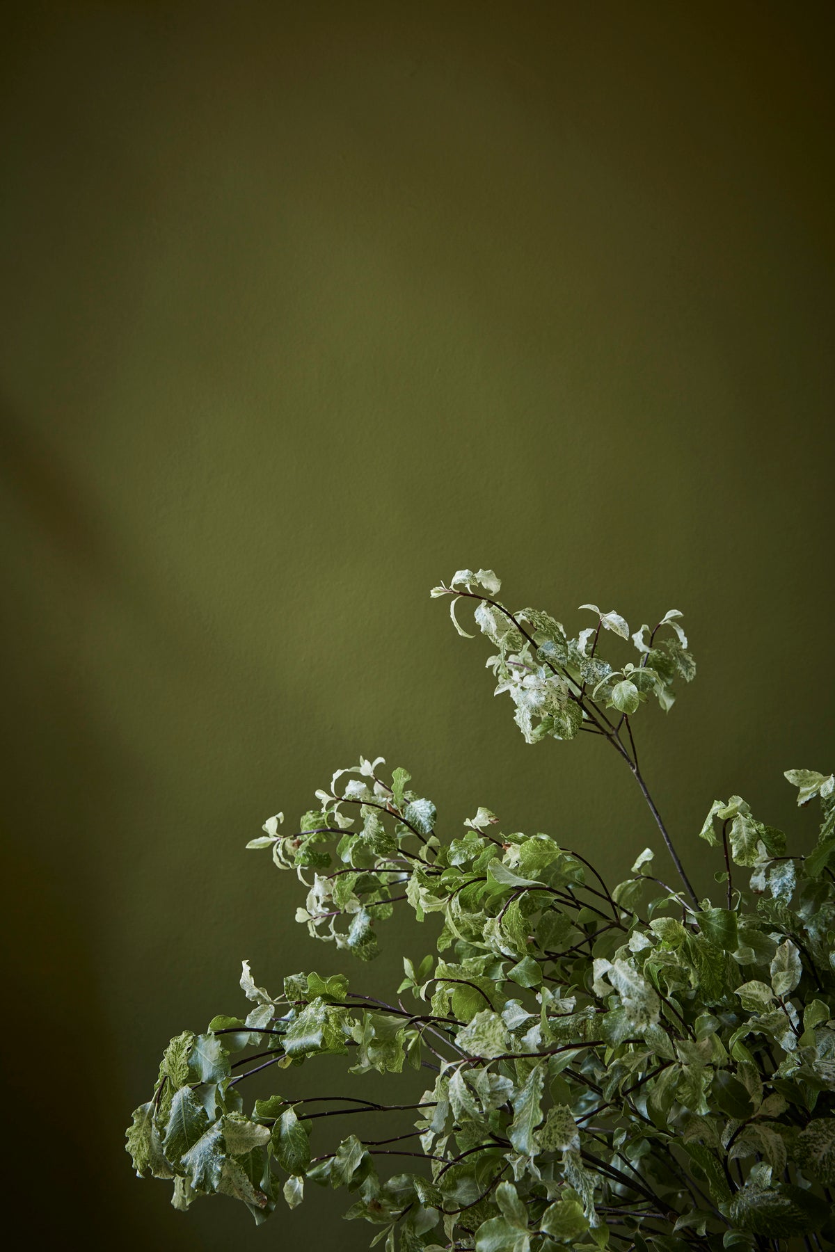 Little Greene Citrine 71